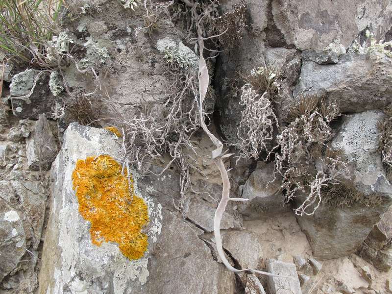 [Roccella fuciformis]